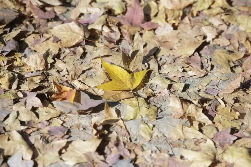 红了红了！中山“秋景”上新！