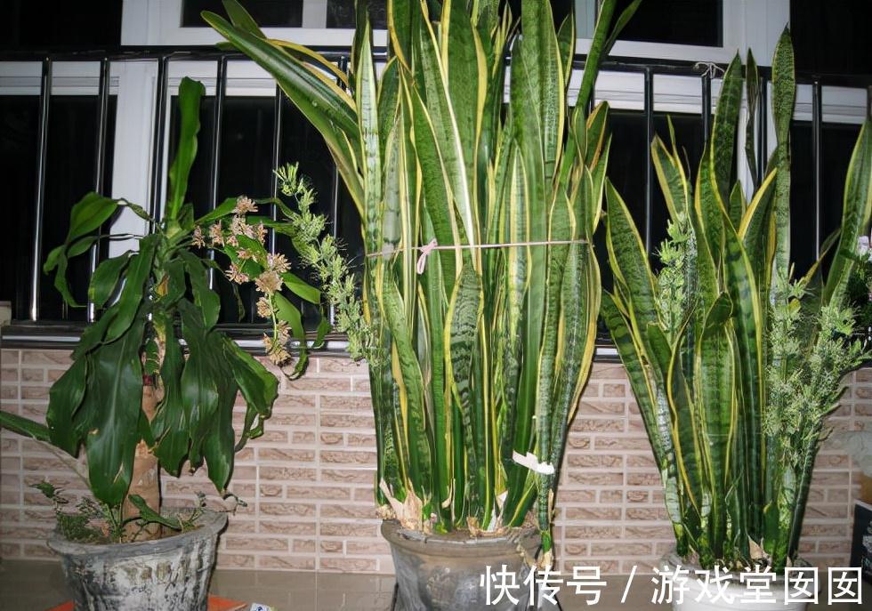 虎皮兰有“3喜2怕”，难怪不爱长新芽，现在纠正也不晚