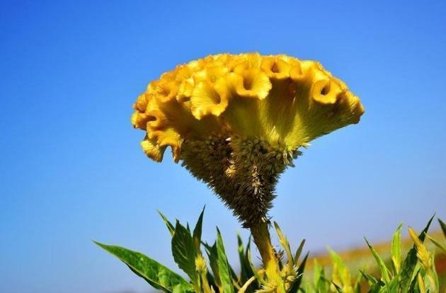人的一生|李时珍一味“野花”泡水连喝7天,治疗痔疮,缓解便秘保健康!