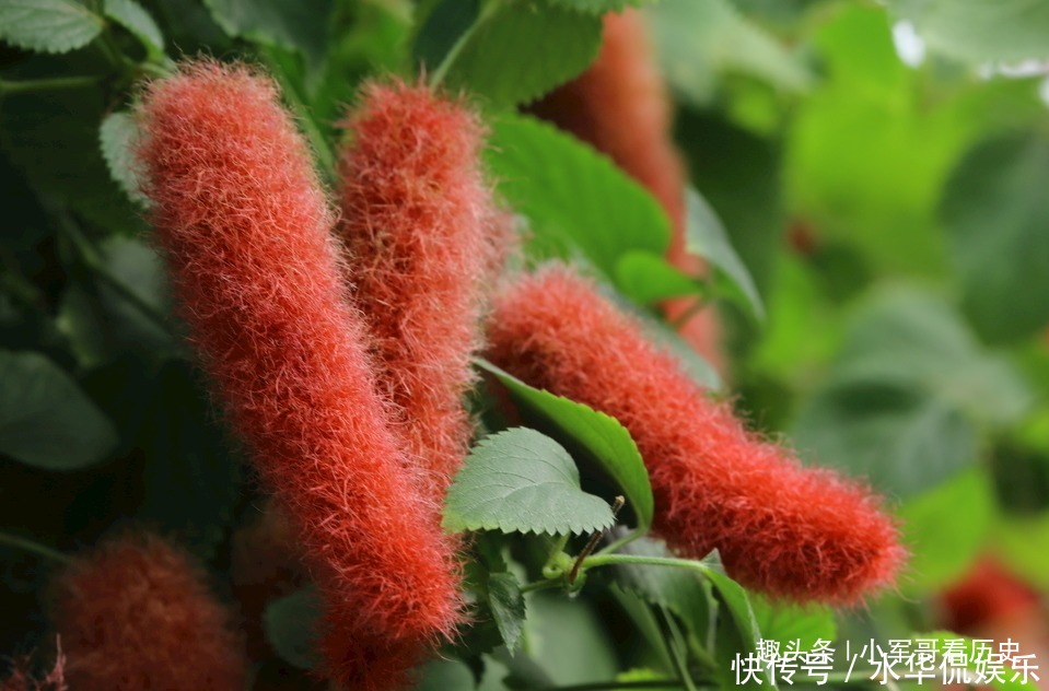 此花可促进儿童生长，红绿相间，十分的出彩，有着大吉大利的寓意