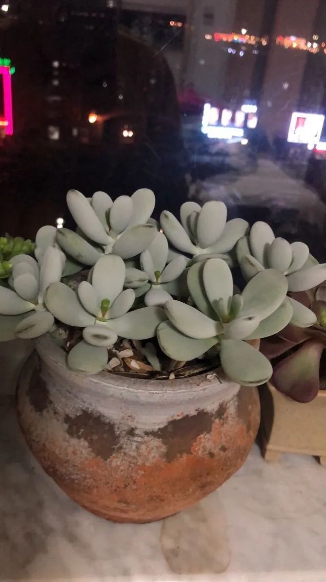 陪伴过我的都是心头肉！多肉陪我一路向前！