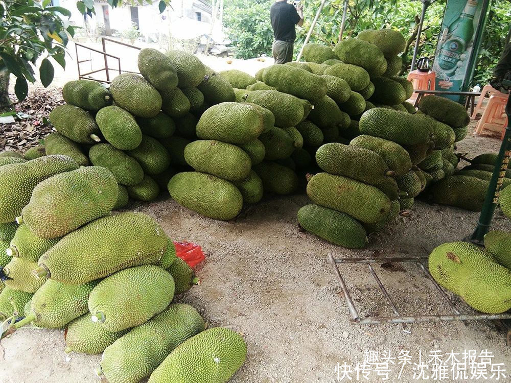  菠萝蜜的果|很多人只吃果肉，却不知果核也能吃，煮熟后似板栗，扔掉太可惜了