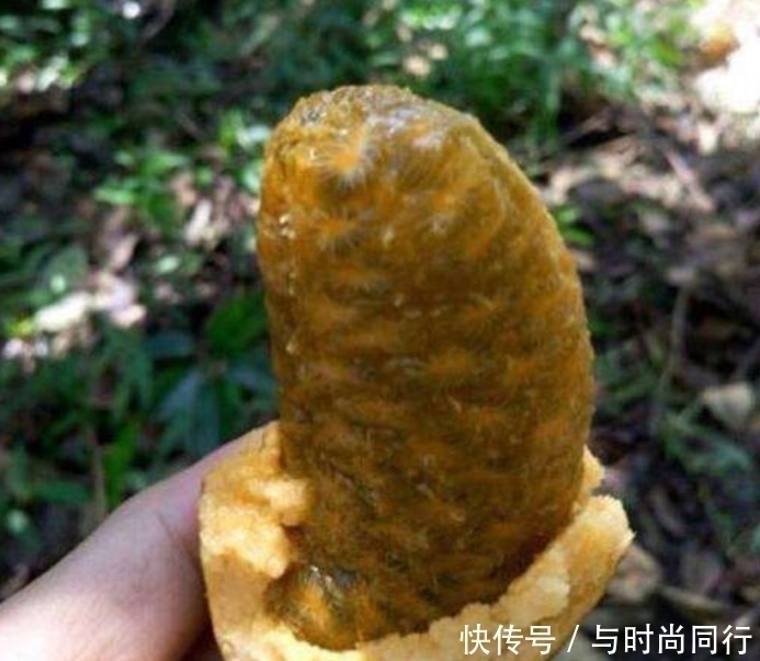 果皮|20年前这种野果满山都是,泡水喝功效十足,如今40元都难买到