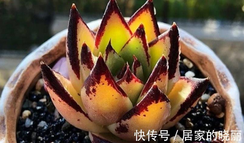 夏季|多肉乌木夏季容易化水?小心这3点,打响防护的“第一枪”