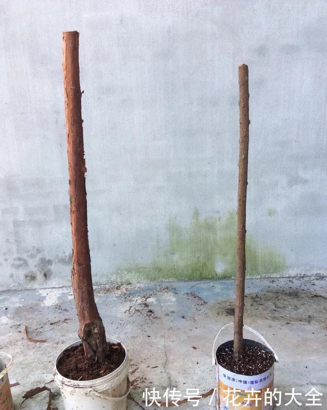 嫁接|3种花养在小盆里，2年变老桩，茎干粗壮开花香，1次能开50朵