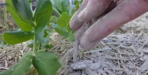 花都|学会制作这些“氮、磷、钾肥”,养啥花都长得又快又好