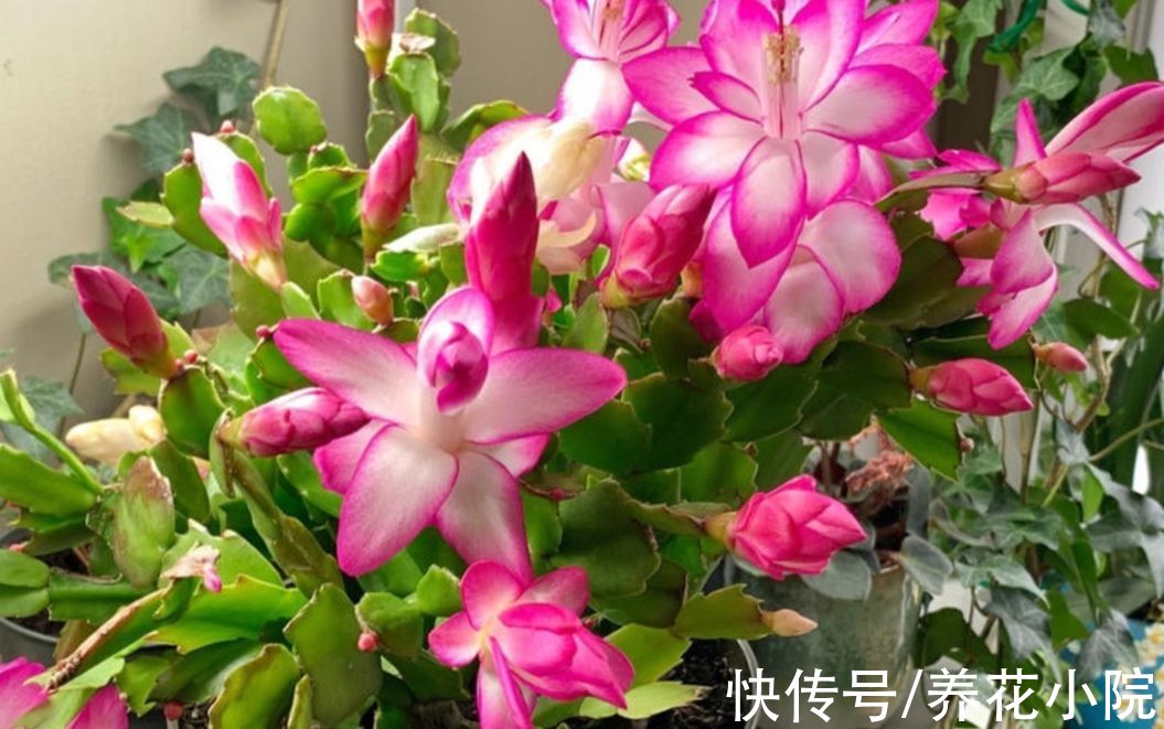 天凉了，2种花开始孕蕾，及时补充磷钾肥，花苞长得更多