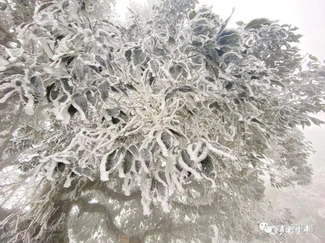 记忆 ｜寒潮再次来袭，还记得前几天的雪吗？