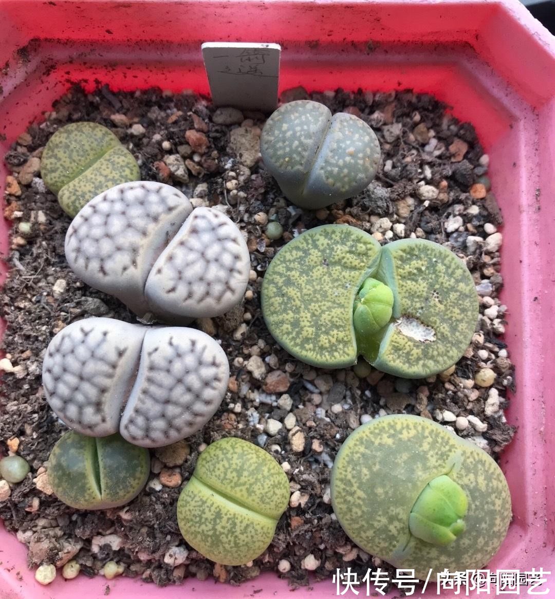 因素|番杏科多肉,养好它们,重点在配土,日照!2个因素缺一不可
