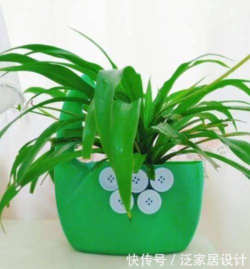 喝完饮料的瓶子不要丢,切一刀,扎三个孔,用来养花省钱又环保