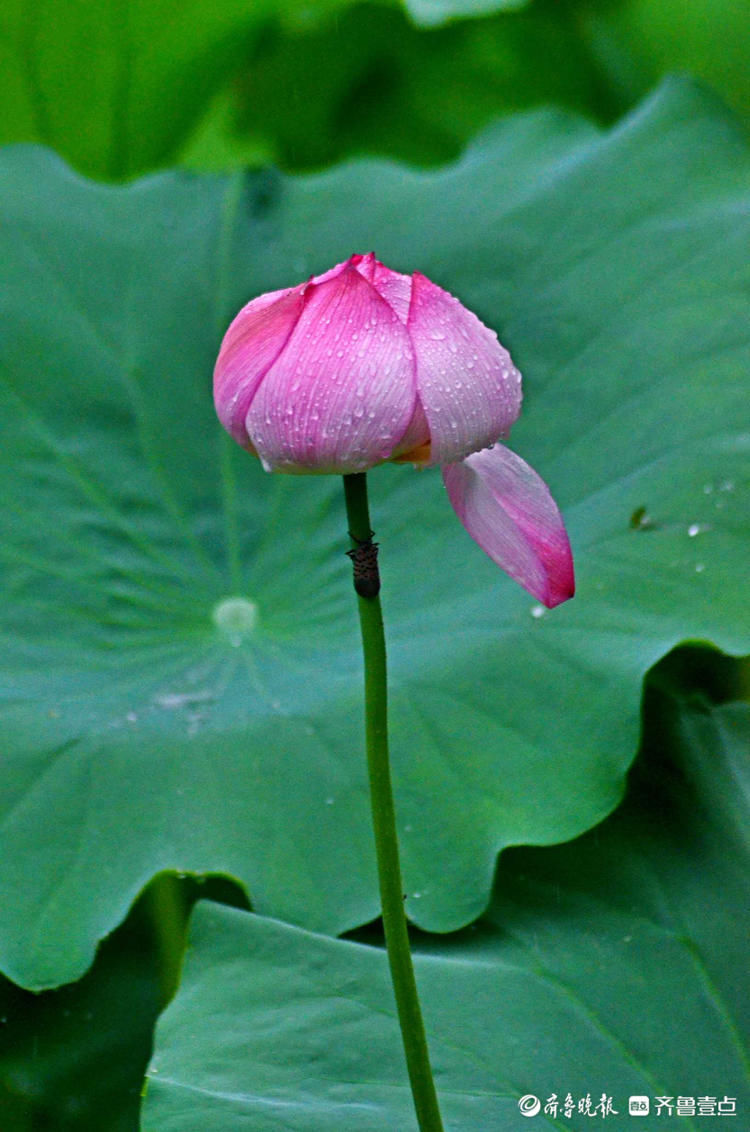 雨中来赏花！济南泉城公园荷花带雨，娇艳欲滴别样美|情报站| 齐鲁壹点