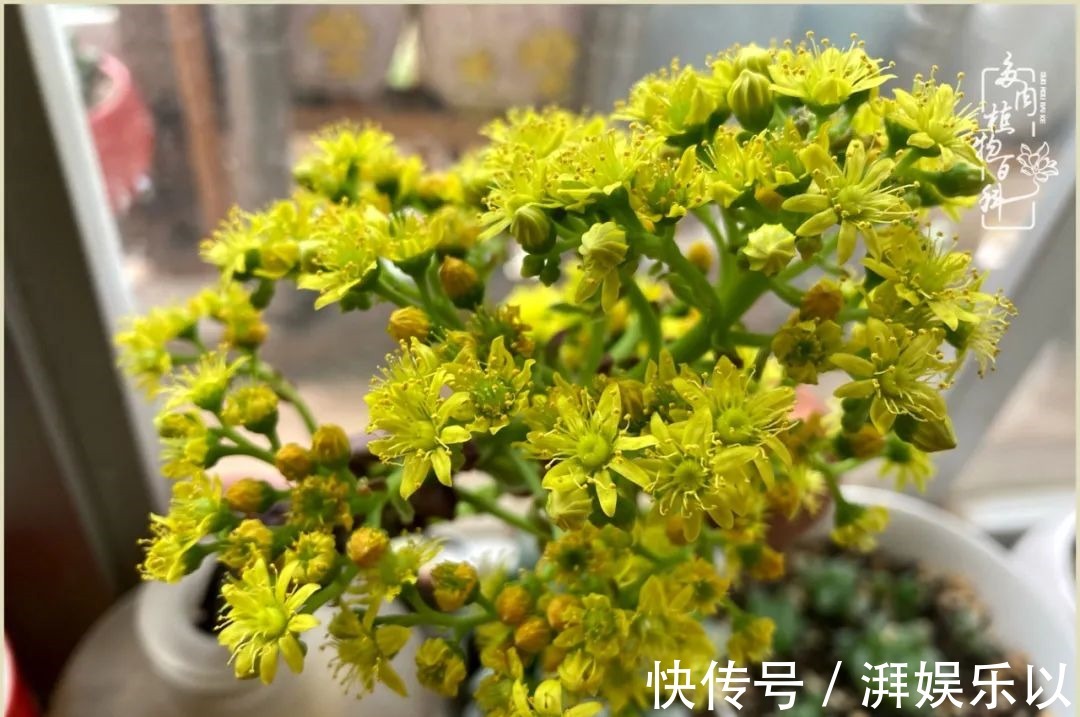 遇见即美,花事未荼蘼!种一桌子多肉,看花开花落!