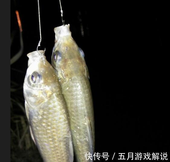 别再说立冬后不适合夜钓!主要方法要做对