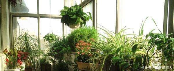 扦插|这3种花,不用花钱买!只要几片叶,丢进土里,就能养出一满盆!