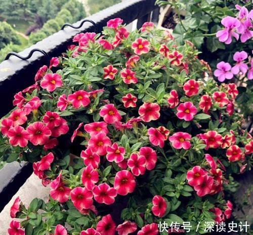 开春花卉睡醒后,趁早做好4件事,根系健壮,越长越旺!