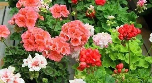 秋季|此“花”能开三季,鲜艳漂亮花期长,阳台养一盆,看花200天