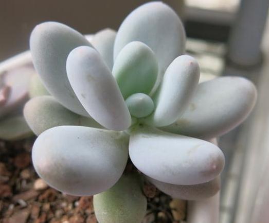 养多肉,就养3种“美人”,叶肥、颜色亮,一年到头“肉嘟嘟”