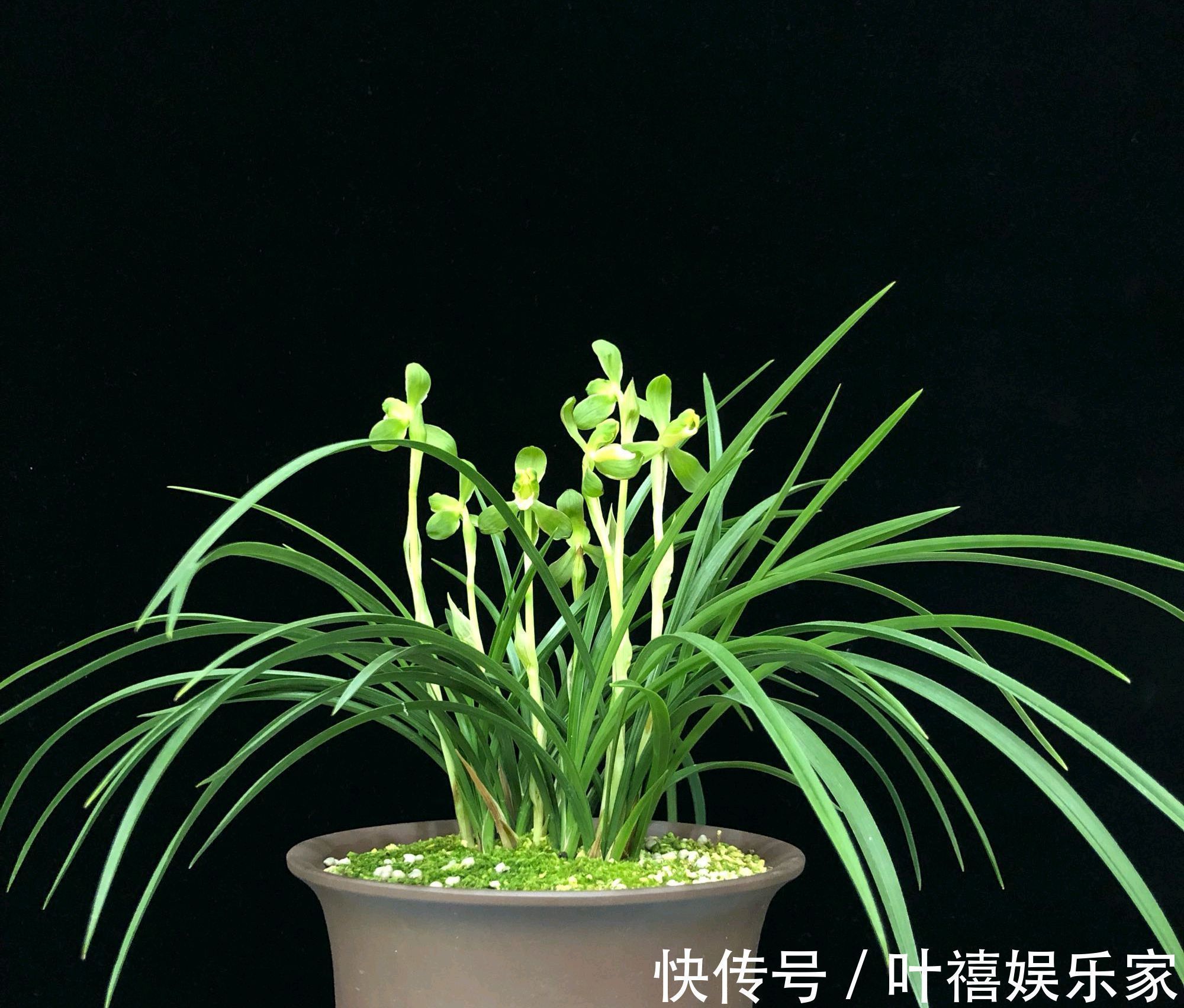 兰花苗|兰花焦尖的6大原因,搞清楚了好对症下药,兰花焦尖不用怕