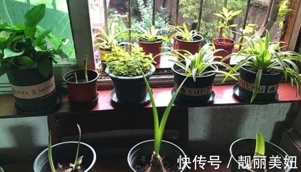 天冷养花,早晨别做这几件事,植物才会感激你哦
