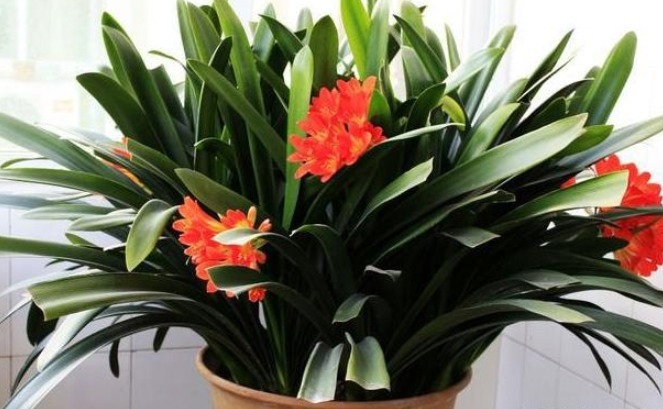 光照|养护君子兰从这招开始，花开不断，叶子比手掌还大