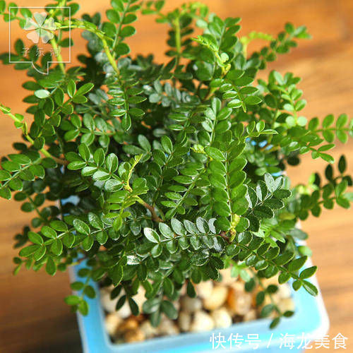 飘香|1种可以驱蚊的植物,比绿萝还好养,耐寒又耐热,养一盆飘香满屋