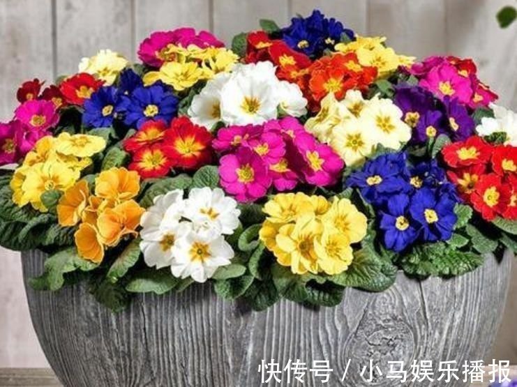 人养花，花也养人，家养4种花，开花爆盆很漂亮，越养越喜欢