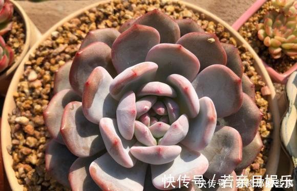 花盆|什么是“控养”?少浇水就是控养?大错特错,控养指的是整体