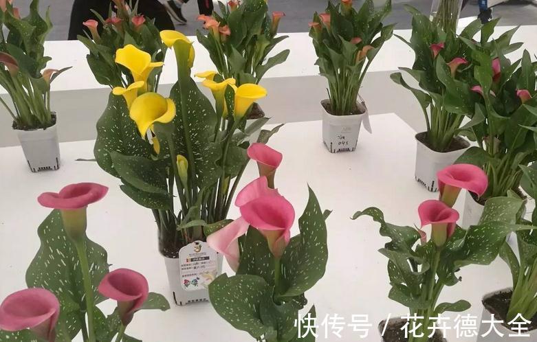 养护|适合秋季养殖的3种球根植物,阳台盆栽,2个月就开花,美极了