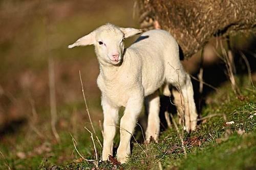 辽国|在宋朝有一种动物,差点被吃到灭绝,说出来你都不会信!