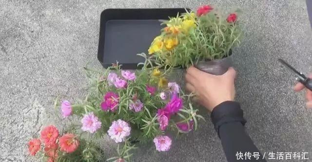 2种“便宜花”,用1招养成“老桩”,美死了,给“1万”都不卖