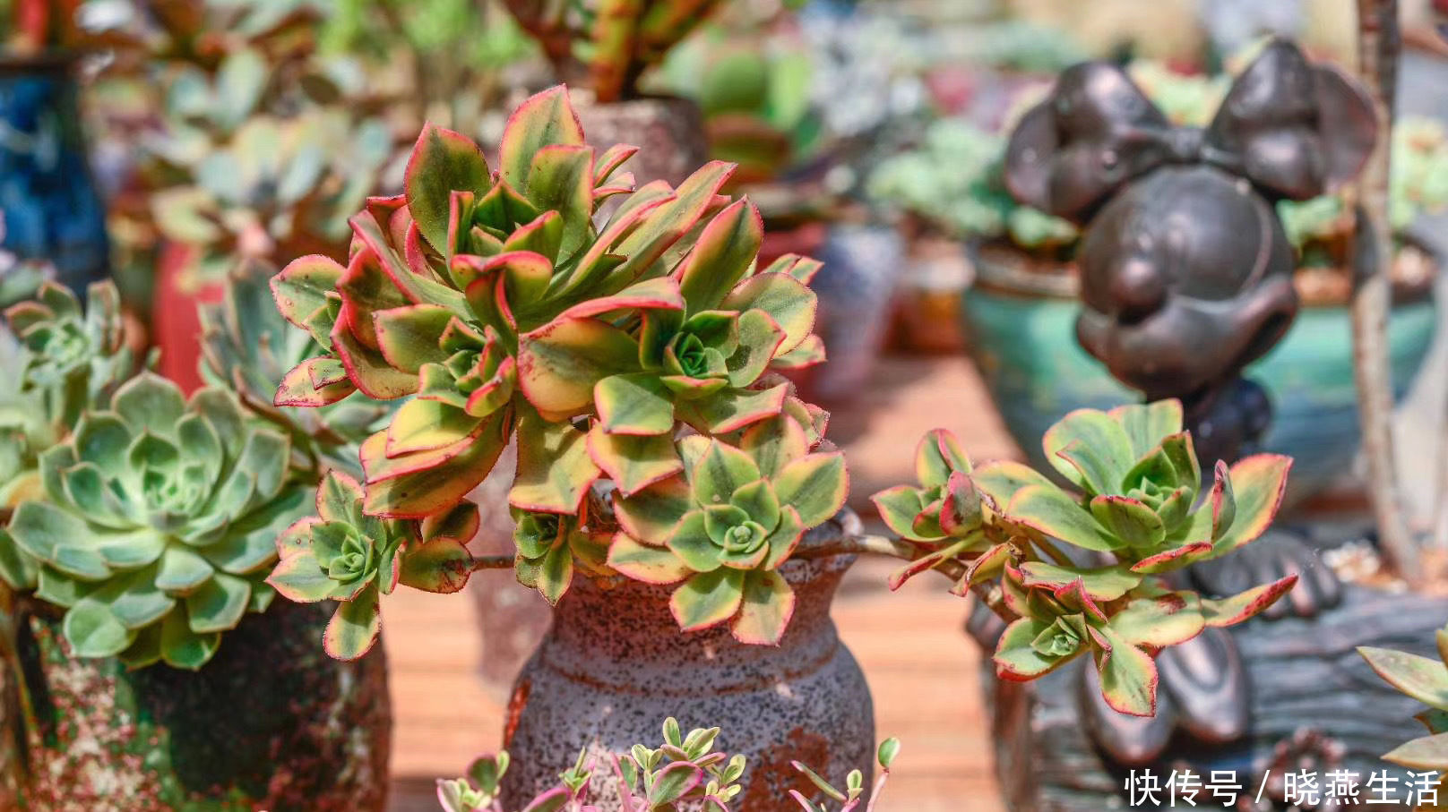 叶片|给多肉植物浇水那么简单,你为什么总是做不好