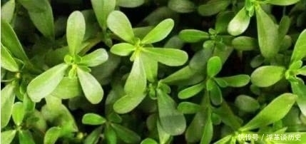 聪明人都在吃3种食物,美容养生、延缓衰老,早吃早健康!