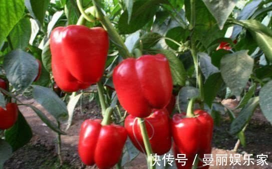 人到中年|人到中年想长寿,坚持吃4种食物,腰不痛了,腿不酸了,早吃早好