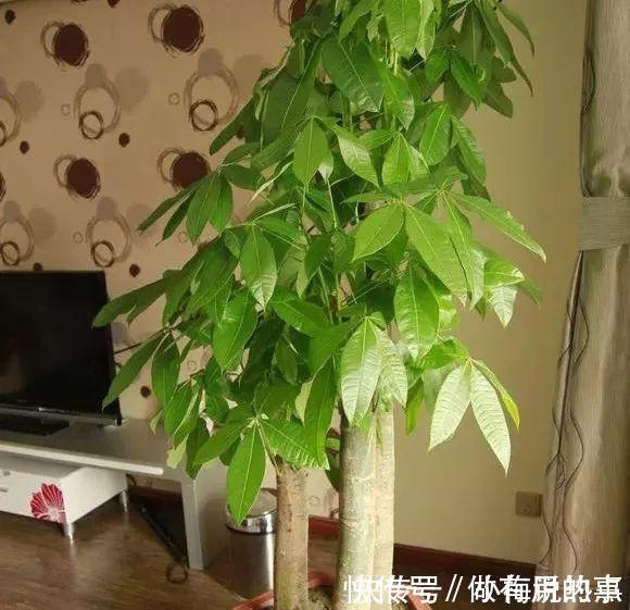 金钱树|4种“招财花”,家里各养1盆,旺运又招财,日子越过越好