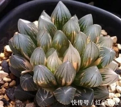 市场价格|这些老贵老贵的多肉，你认识吗，你家有吗