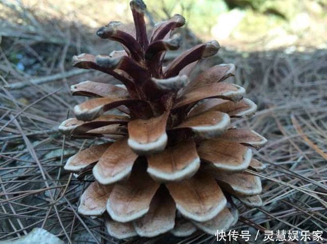 公公|公公捡了个小松塔随手扔进花盆，没曾想现在竟长得这么美