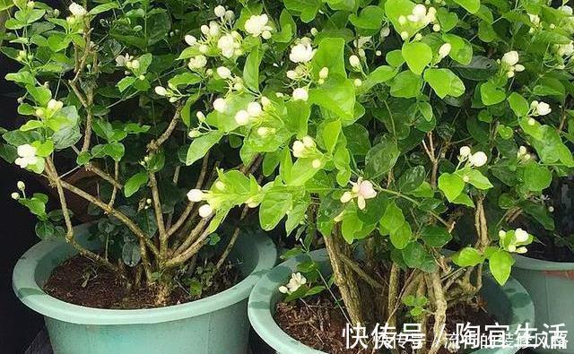 5个养花小技巧，既简单又实用，不愁学不会养好花