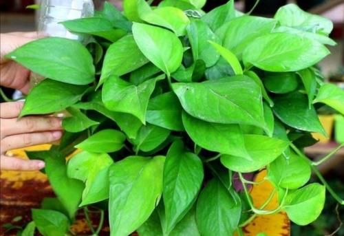 想要绿萝养得好，方法很简单，抓住主要关键点