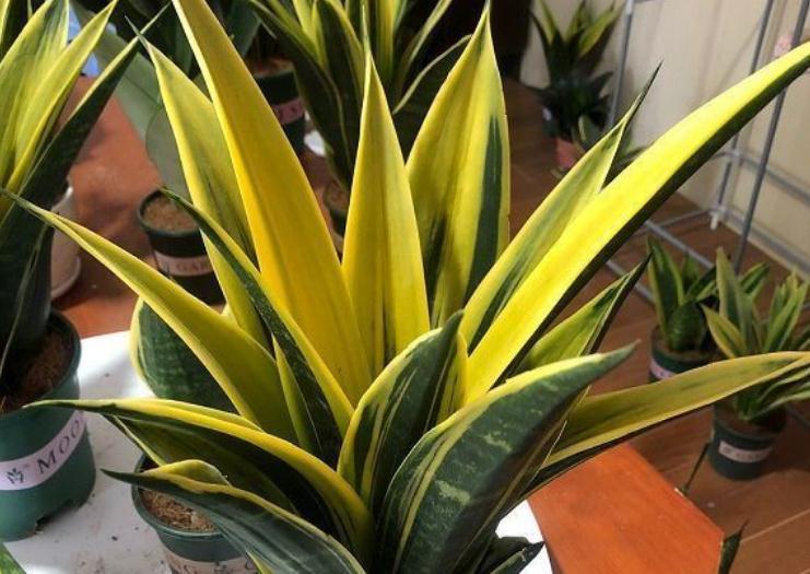 四种皮实花，观赏价值高，还寓意吉祥，能净化空气，值得拥有