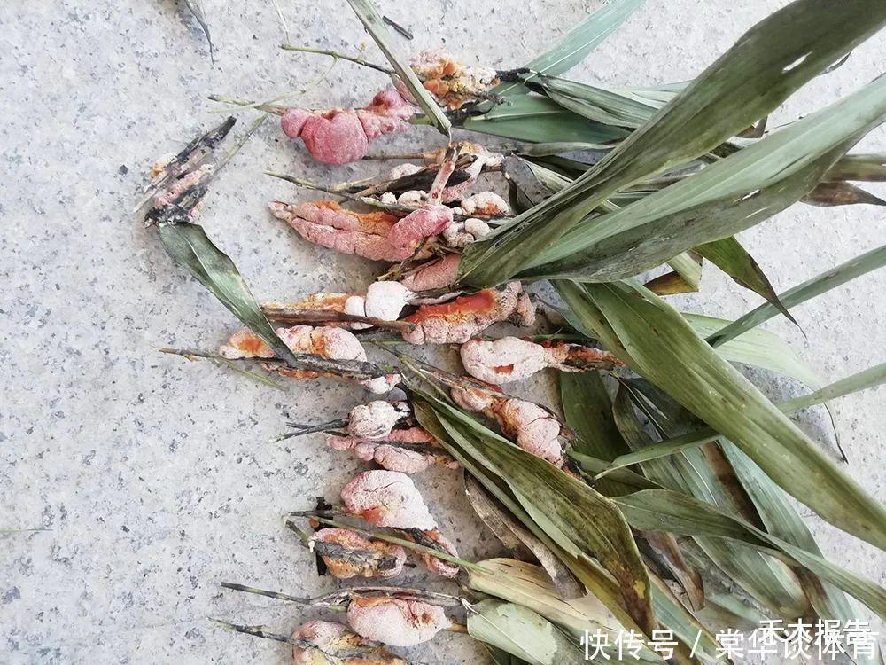 竹子上长的“肉瘤”，若你家竹林里有，请别错过，如今价值很珍贵