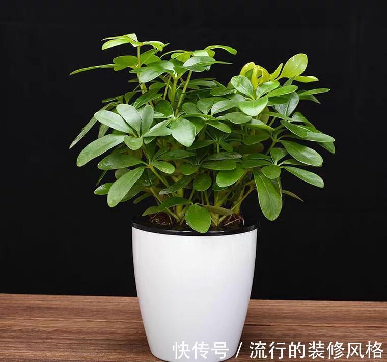 肥料|用肥料前先了解这些基础，养的花蹭蹭长，花一年开好几次