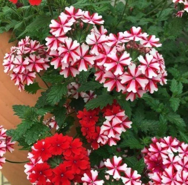 天竺牡丹|此款花卉便宜又好养，丢到阳台，开完一茬又一茬，轻松爆成大花球