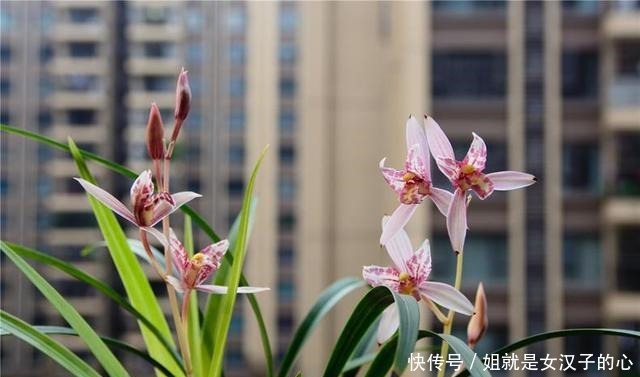 春天兰花发芽，“一灌二喷三埋”，兰花养分足，新芽多，长势爆盆！