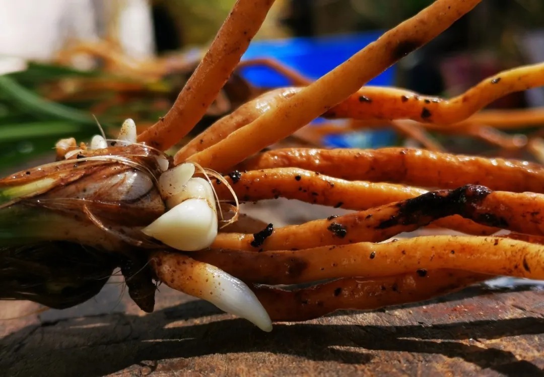 兰花浇水,“干透再浇”和“想浇就浇”,哪个更好?