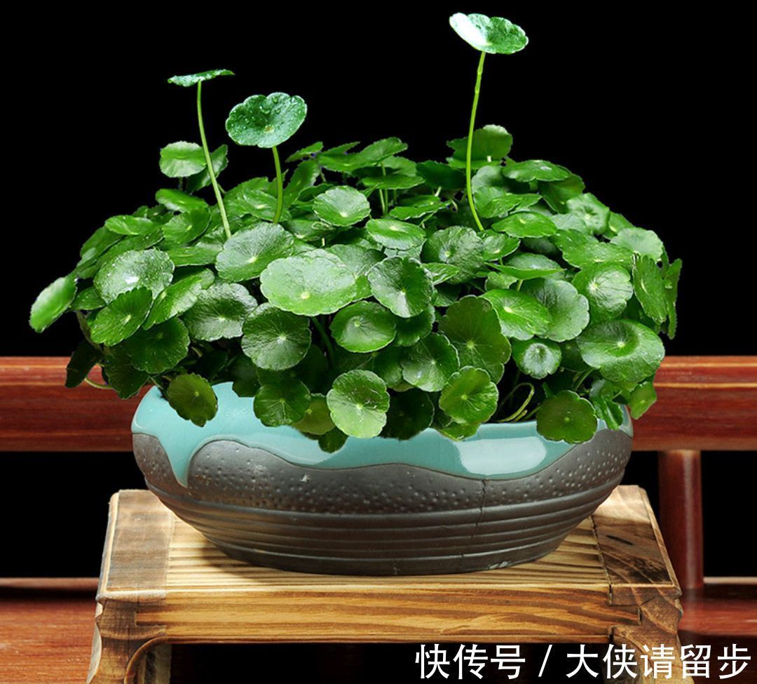 “人养花三年,花养人一生!”家居盆花100种,总有几款你喜欢