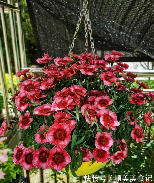 空气|俗话说人养花，花养人，这5种花放在家里好处多，全家老少更健康