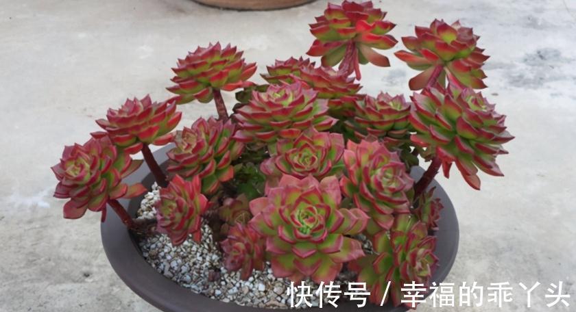 别人养的多肉蒂亚叶子红彤彤,甭眼红,满足5点一样