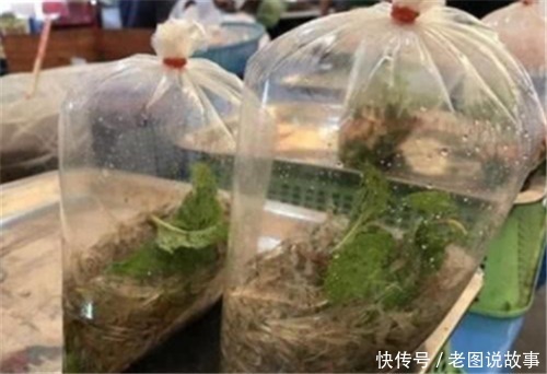 我国一道“禁菜”,却被泰国人视作佳肴,专家你们怎么下得去口