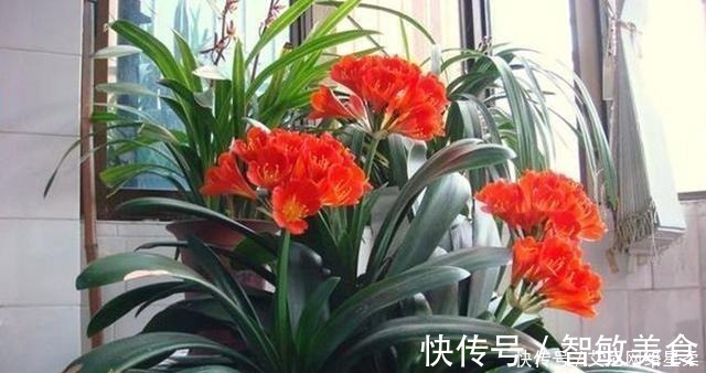 家里养花,就选这几种,一年四季不用管,给点阳光就开花