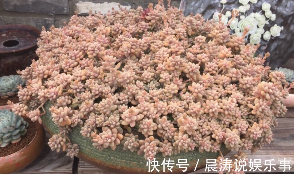 呼声最高的新人盆栽多肉,养殖期间注意此3点才不出问题
